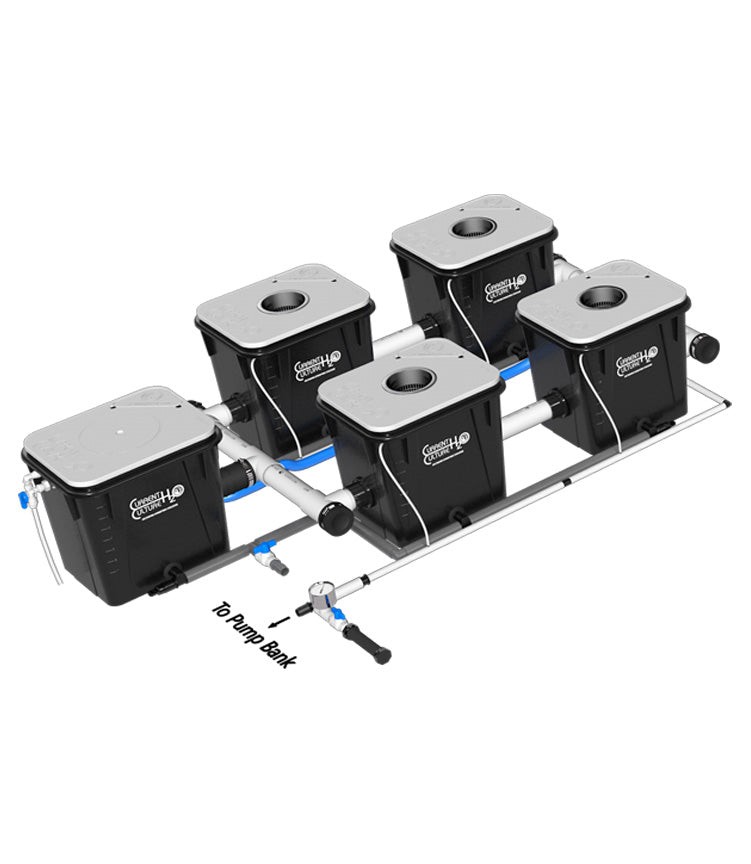 Current Culture UC 4XXL 13