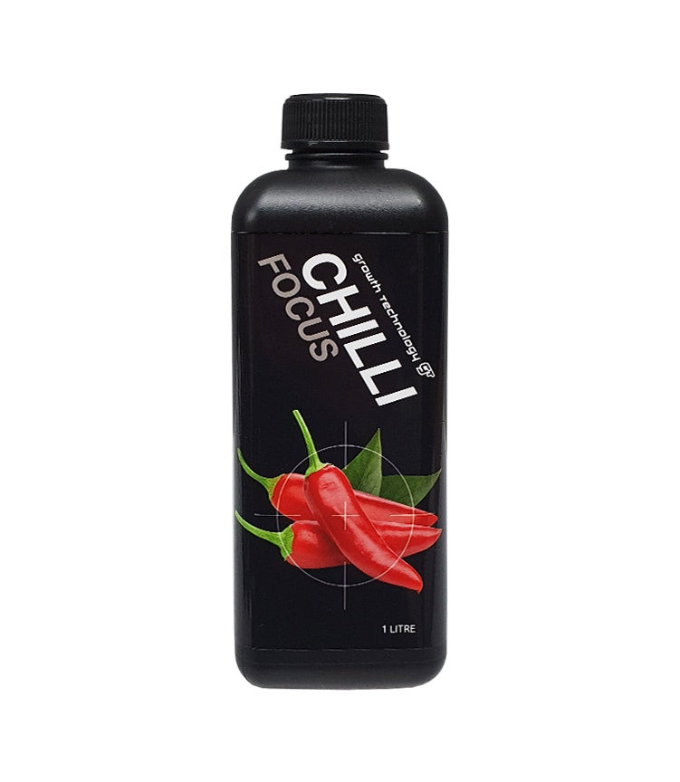 GT Chilli Focus