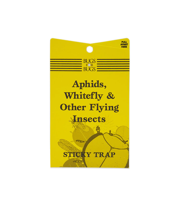 Bugs4Bugs Yellow Sticky Fly Trap