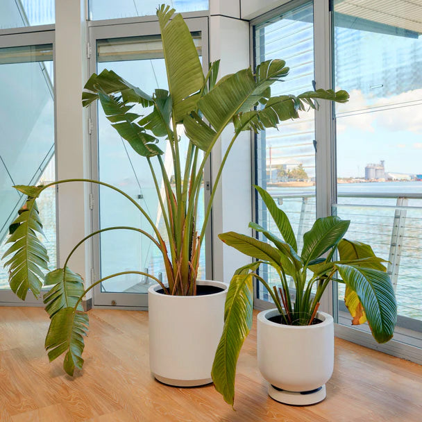 Omnia Plant Glider 300mm