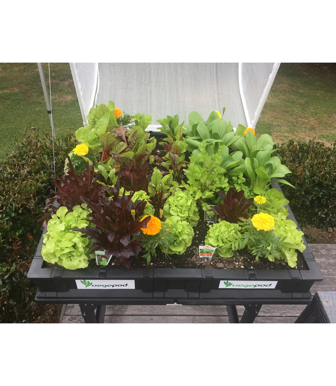 Vegepod Raised Garden Bed with VegeCover Medium 1m x 1m