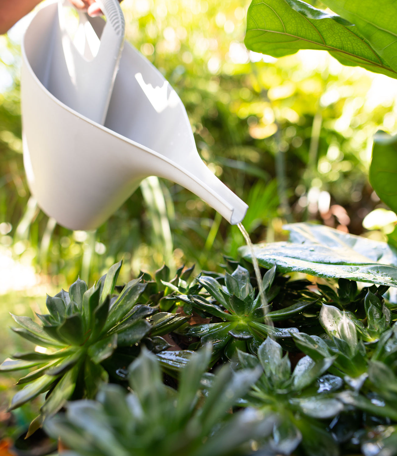 ECO Watering Can Frost